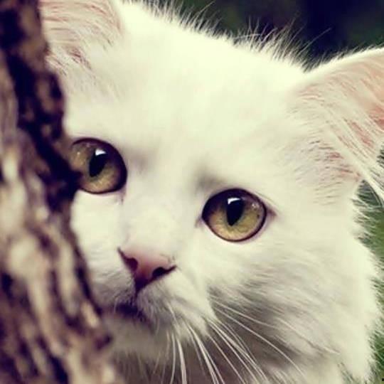 娱乐吃瓜酱桂花猫