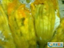 一枝花娱乐吃瓜,揭秘娱乐圈吃瓜背后的真相